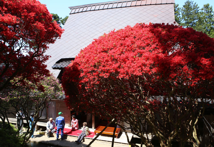 진홍색의 꽃을 피우는 “노토키리시마 철쭉”